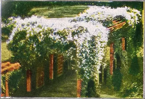green boston ivy nursery growing over a wooden pergola in a lush garden