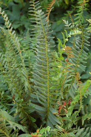 green christmas fern fronds growing in a shaded woodland garden