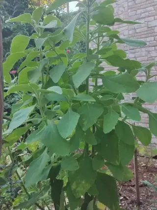 green coleus stem cuttings growing in a garden near a brick wall