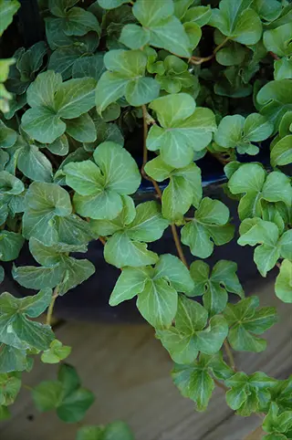 green curly locks ivy leaves trailing from a planter