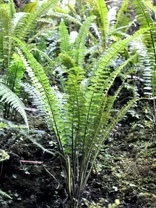 green ferns shade garden with leafy fronds growing in a mossy woodland bed