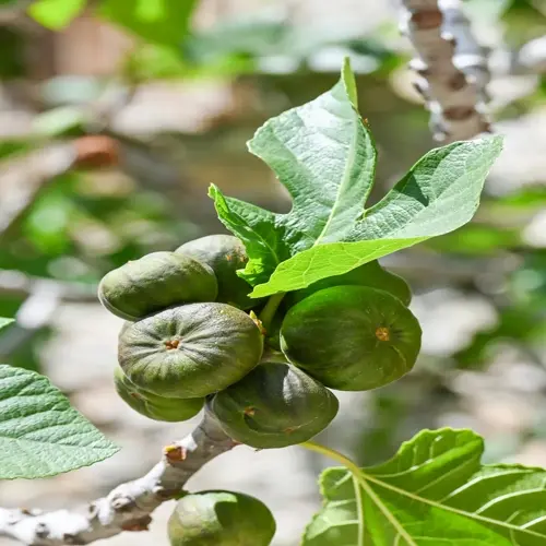 green figs and leaves growing on a fig tree branch