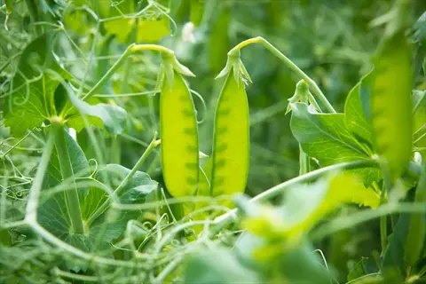 green pods growing on a field pea crop among leafy vines