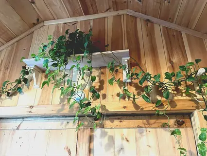 green showers boston ivy vines trailing from a shelf on a wood-paneled wall