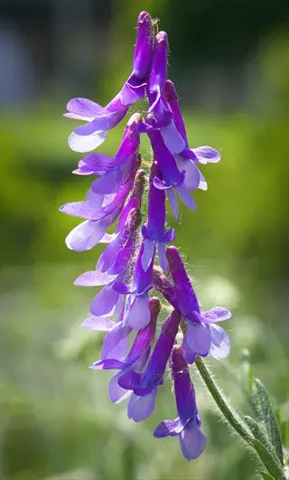 hairy vetch flowering with purple blossoms in a green meadow