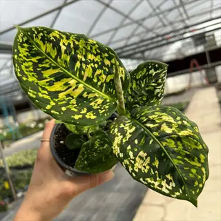 hand holding a potted speckled dieffenbachia plant with green and yellow leaves in a greenhouse