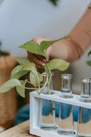 hand placing a plant stem cutting glass jar in a white propagation stand