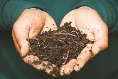 hands holding leaf mold compost with earthworms in rich dark soil
