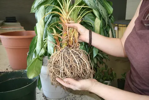 hands holding rootbound plant during repotting houseplant soil work