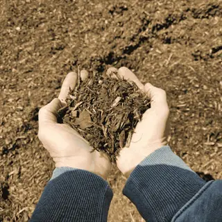 hands holding shredded leaf mulch over a mulched garden bed