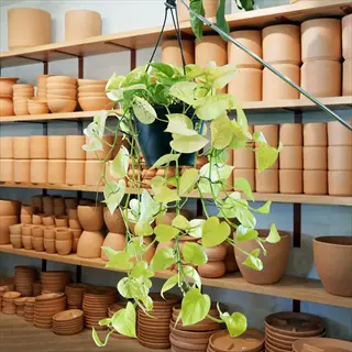 hanging neon pothos plant in a black pot among terracotta planters on shelves