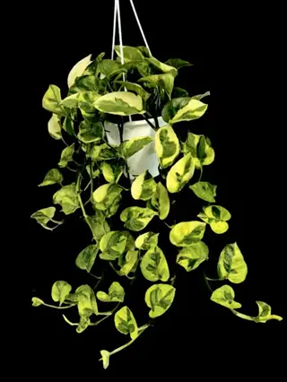 hanging pot with cascading green and yellow njoy pothos leaves