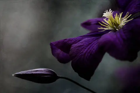 happy jack clematis violet flower with bud on a dark blurred background