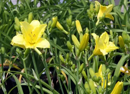 happy returns daylily with pale yellow blooms and buds among green foliage