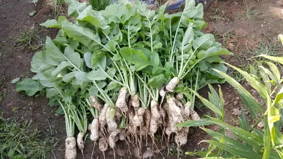 harvested oilseed radish roots with leafy green tops lying on garden soil