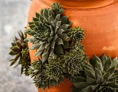hen chicks succulent rosette clustering on a terracotta pot
