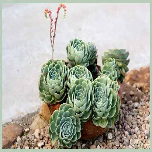hen chicks succulent rosettes growing among rocks beside a concrete path