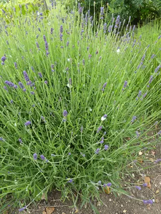 hidcote lavender plant with purple flower spikes and green stems in a garden bed