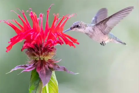 hummingbird feeding from bright red bee balm flowers in a garden