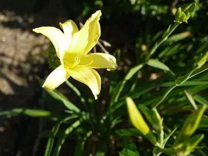 hyperion daylily flower blooming in sunlight with green foliage