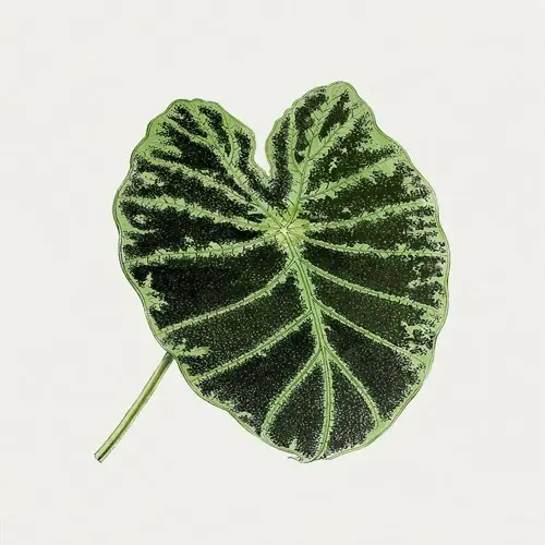 illustration of alocasia polly leaves with dark green veining on a pale background
