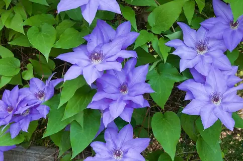 jackmanii purple clematis flowers blooming among green leaves