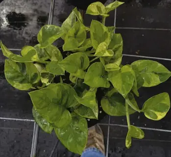 jade pothos green plant with heart-shaped leaves in a pot