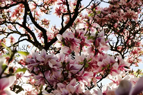 jane magnolia pink flowers blooming on tree branches in spring sunlight