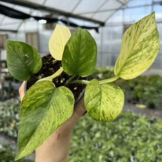 jessenia pothos plant with green and yellow variegated leaves held in a greenhouse