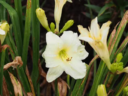 joan senior daylily with pale cream blooms and green buds in a garden