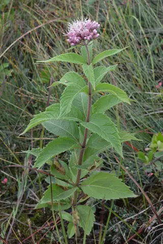 joe pye weed with pink flower clusters and green leaves in grass