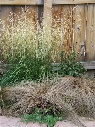 karl foerster feather reed grass growing beside a wooden fence with other ornamental grasses