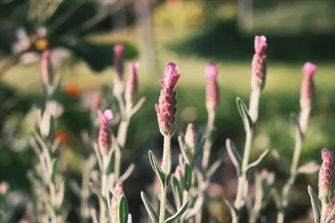 kew red lavender pink flowers blooming in soft garden sunlight