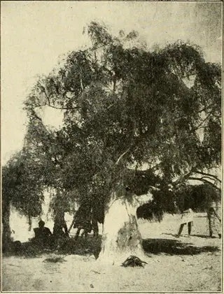 large marseilles fig tree with people resting in its shade
