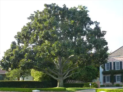 large southern magnolia grandiflora tree beside a brick house and trimmed hedges