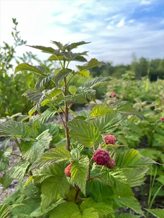 latham raspberry canes with ripening red berries in a sunny garden