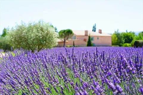 lavender flowers garden with purple blooms, olive trees, and a sunlit farmhouse in the background