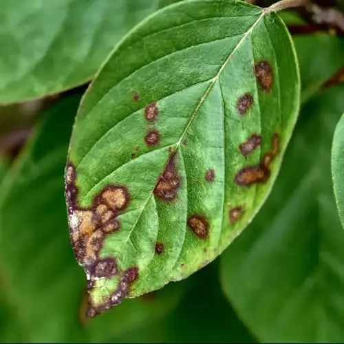 leaf with brown anthracnose leaf lesions along the edge and surface