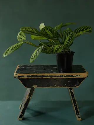 lemon lime maranta in a black pot on a worn stool