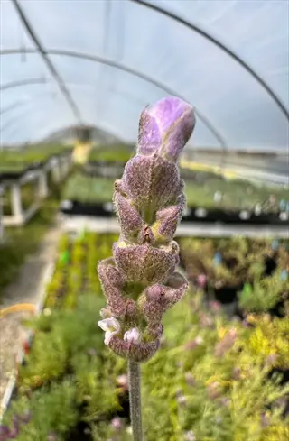 linda ligon lavender variegated flower bud in bloom inside a sunny greenhouse