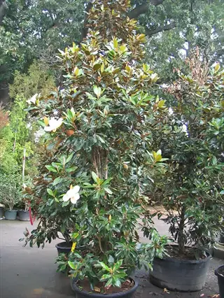 little gem magnolia tree in a nursery pot with glossy leaves and white blooms