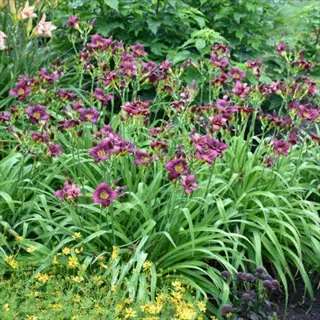 little grapette daylily with purple blooms in a lush green garden bed