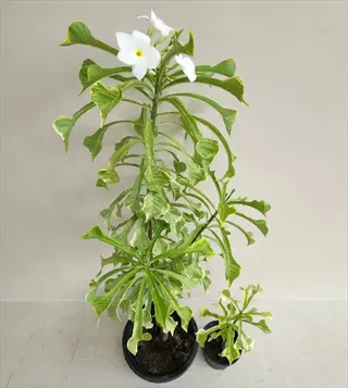 little sunshine fiddle plant with variegated green leaves and white blooms in a pot