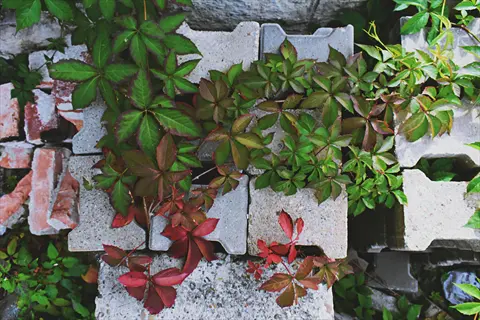 lowii small leaf ivy vines with green and red leaves growing over stacked concrete blocks
