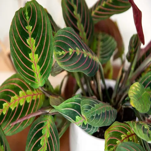 maranta prayer plant with green leaves and pink veins in a white pot