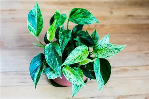 marble queen pothos plant with variegated green leaves in a pot on a wooden surface