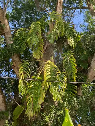 mature cebu blue pothos with split green leaves climbing a tree
