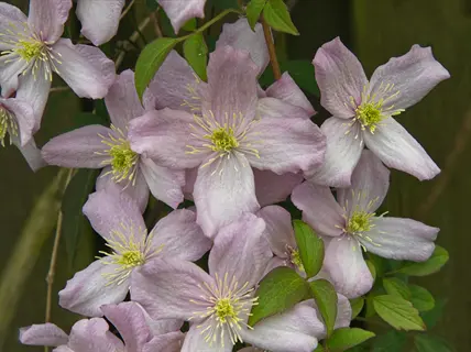 mayleen pink montana clematis flowers with pale pink petals and green leaves
