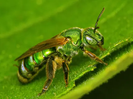 metallic green halictidae sweat bee perched on a leaf
