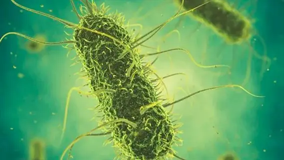 microscopic view of azospirillum soil bacteria with flagella in green fluid